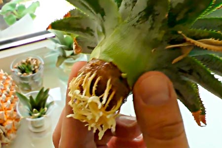 Отростки корней у ананаса