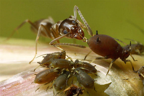 Как избавиться от муравьев на дачном участке