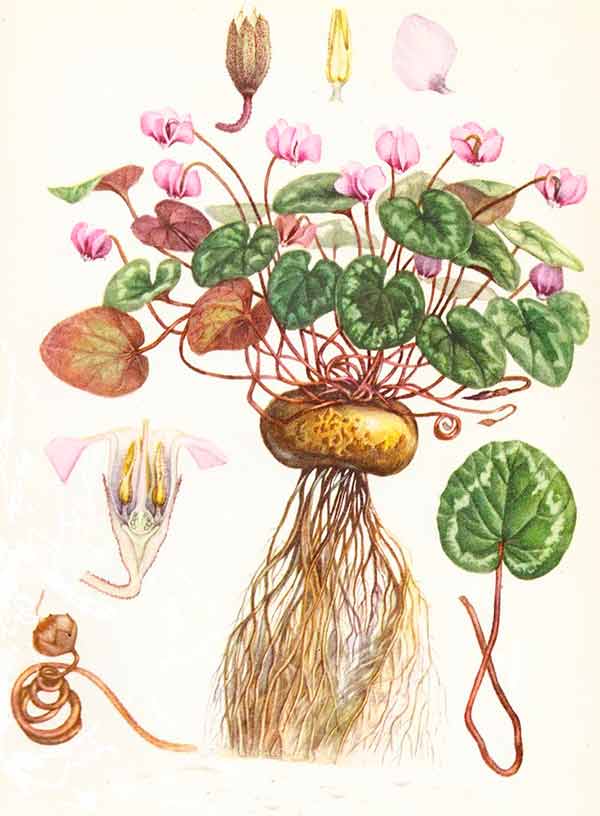 Цветы цикламена