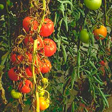 Как бороться с фузариозом томатов