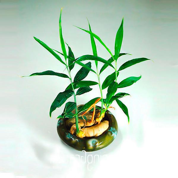 Растение имбирь