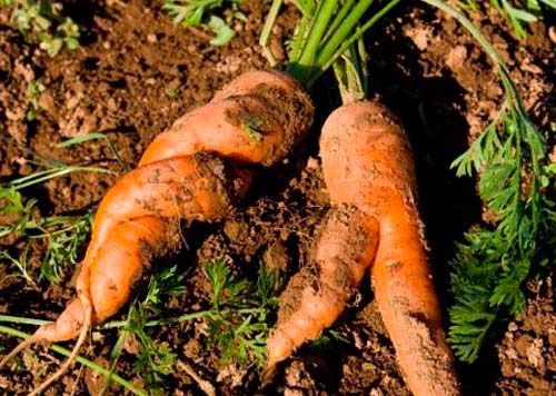 Искривленные корнеплоды моркови