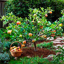 Как вырастить яблоню из семени