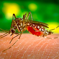 Средства борьбы с комарами