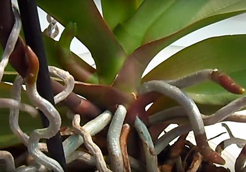 Здоровые корни орхидеи фаленопсис