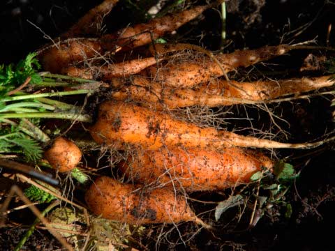 Образование корневых волосков при выращивании моркови