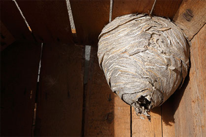 Как избавиться от осиных гнезд на дачном участке