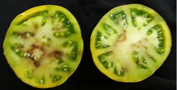 Плод томата, пораженный фузариозом