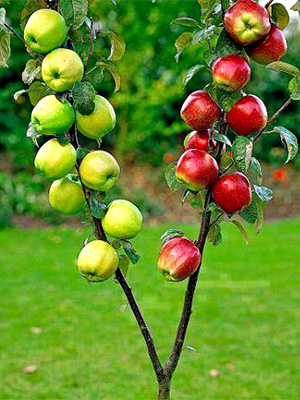 Два сорта яблок на одном дереве