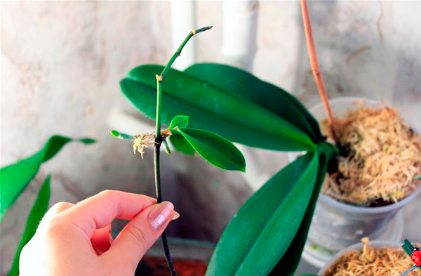 Размножение орхидеи черенкованием