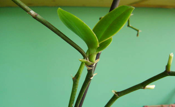 Размножение орхидеи из цветоноса
