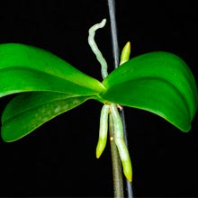 Размножение орхидей - 6 возможных способов