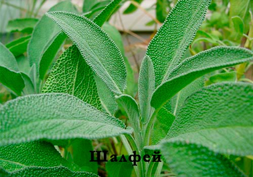 Растение-инсектицид шалфей