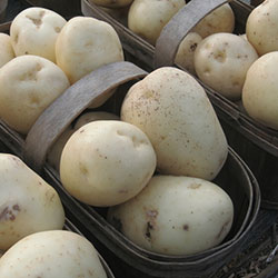 Сорта среднеспелого картофеля