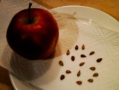 Стратификация семян яблони