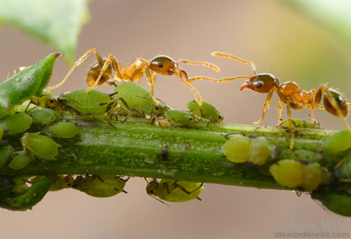 Тля и муравьи