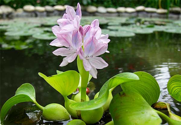 Растение для искусственных водоёмов - водный гиацинт